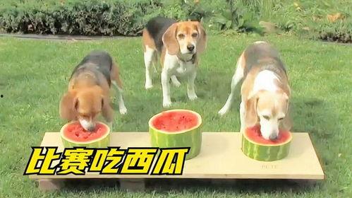 狗狗比赛吃瓜视频