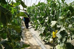 泰山吃瓜的视频,揭秘网红美食背后的故事