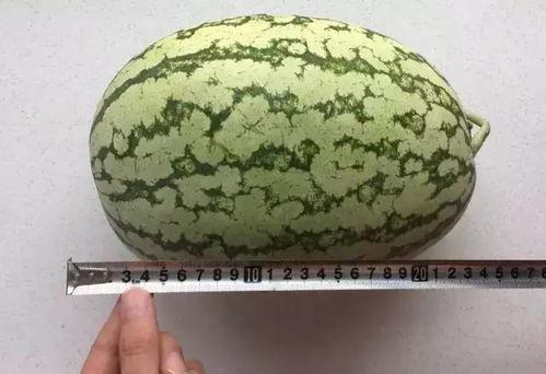 理性吃瓜科学吃瓜,揭秘吃瓜之道