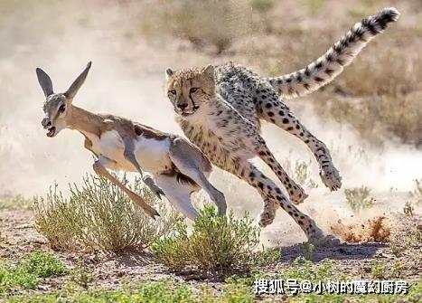 带你吃瓜健身猎豹,带你吃瓜解锁健康生活新姿势