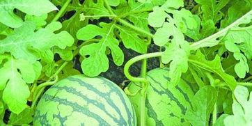 武汉吃瓜现场,全民围观，趣味横生一幕幕