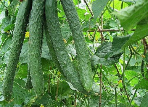 时家吃瓜系统,网络舆论场的新宠儿