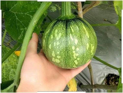 贵州工商吃瓜,揭秘贵州工商界的神秘故事