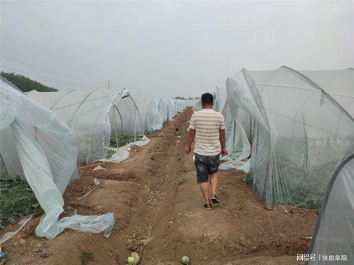 田间吃瓜照片,夏日田园的甜蜜瞬间