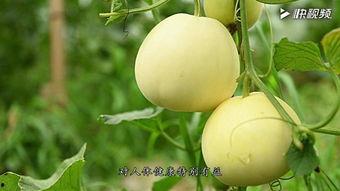 吃瓜现场之甜瓜