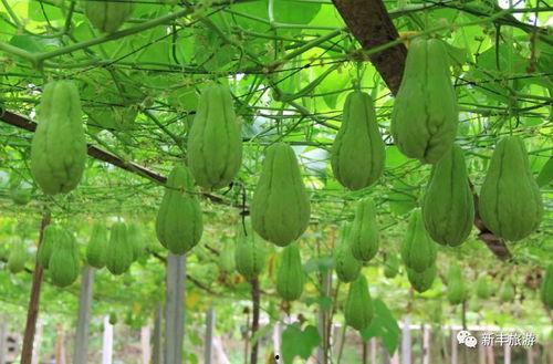 五个毛吃瓜现场,揭秘网络舆论背后的真相与笑料