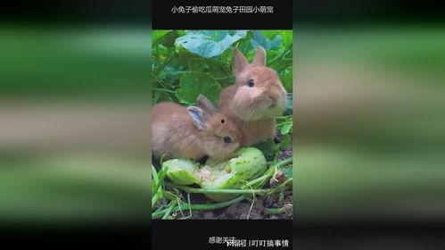 会吃瓜的兔子