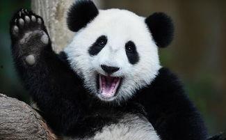 熊猫吃瓜卡通,欢乐卡通里的趣味时光
